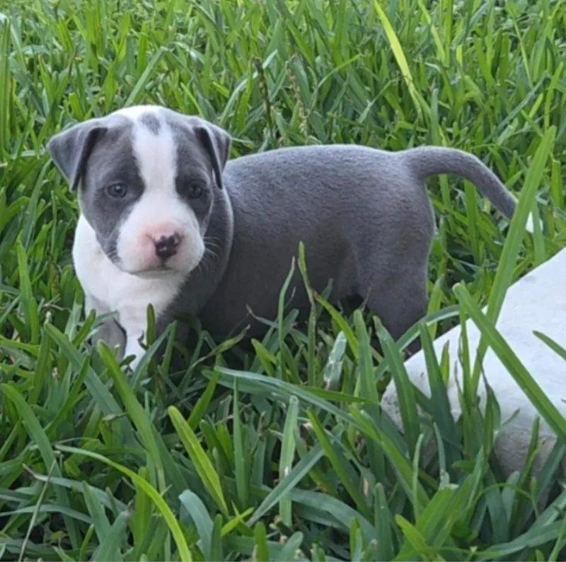 A baby large-sized male Gray / Blue / Silver Pit Bull Terrier dog named Kaira for adoption in Sedalia, CO