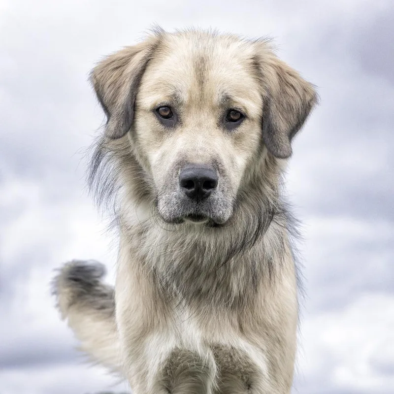 An adult large-sized male Yellow / Tan / Blond / Fawn Mixed Breed dog named Shorty for adoption in Franklin, TN