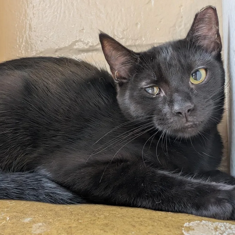 A baby medium-sized female Domestic Short Hair cat named Funyuns for adoption in Birdsboro, PA