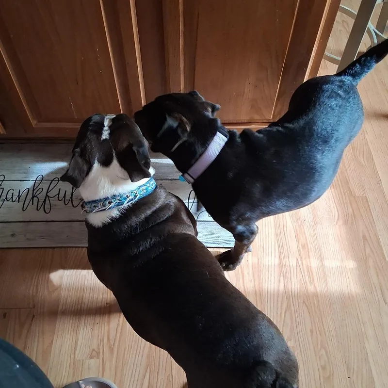 Gidget thumbnail 3