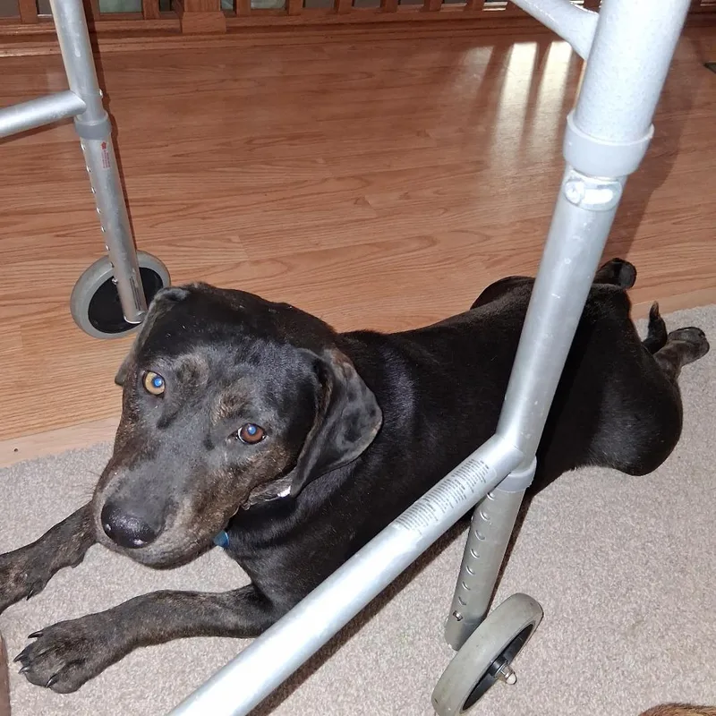 Gidget thumbnail 4