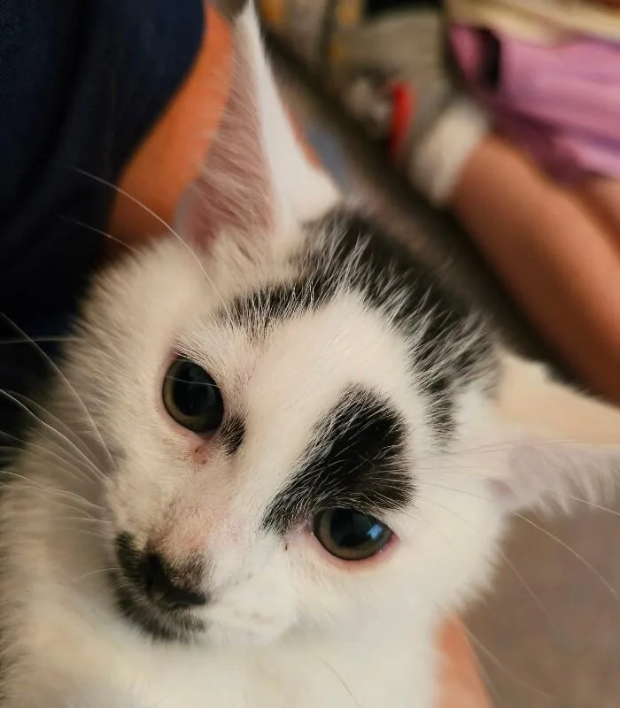 A baby medium-sized male White Domestic Short Hair cat named Izzy for adoption in Kennewick, WA