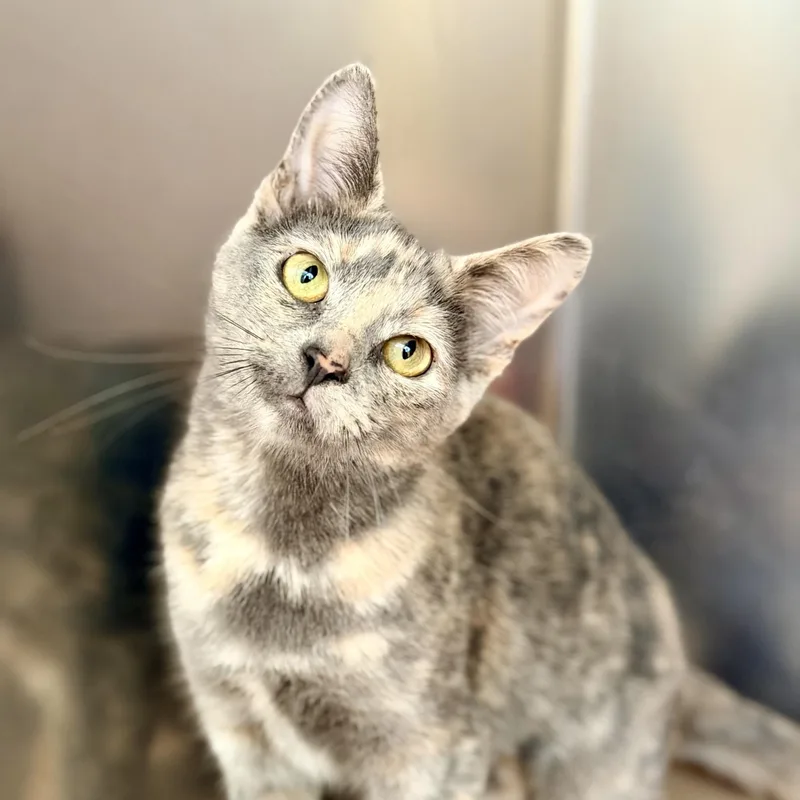 A young medium-sized female Dilute Tortoiseshell Domestic Short Hair cat named Maize for adoption in Jackson, NJ