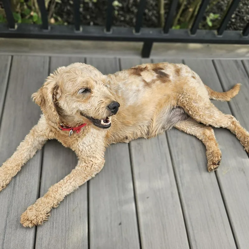 An adult small-sized female Golden Retriever dog named Haven for adoption in Cincinnati, OH