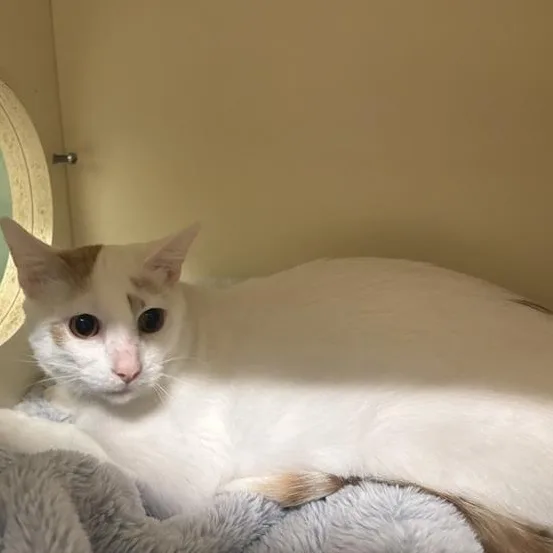 An adult medium-sized male White Domestic Short Hair cat named Canary for adoption in Prince Frederick, MD