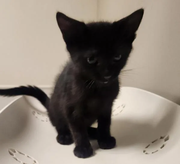 A baby small-sized male Domestic Short Hair cat named Bowen for adoption in Oakland, CA