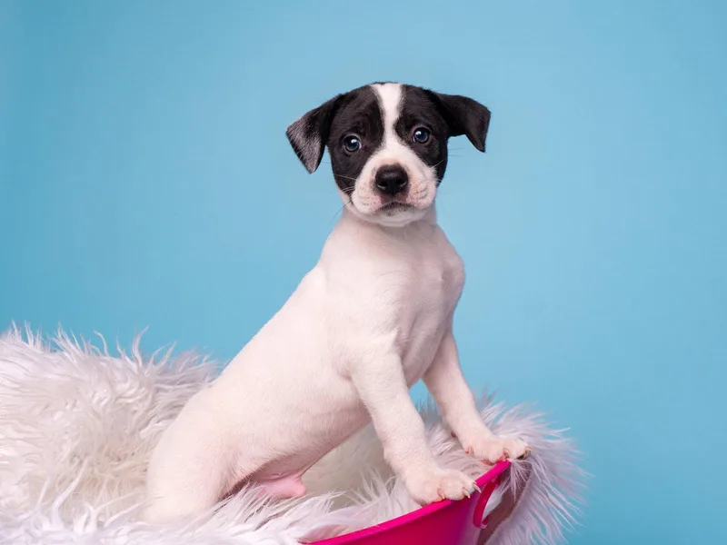 A baby medium-sized male Boston Terrier dog named BW: Badger for adoption in Palo Alto, CA