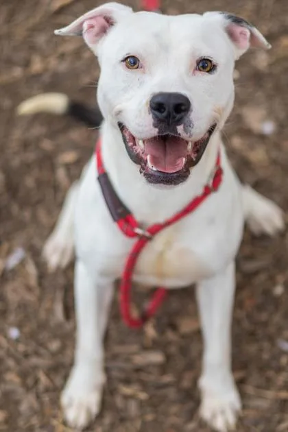 An adult large-sized male Mixed Breed dog named Joomble for adoption in Chamblee, GA