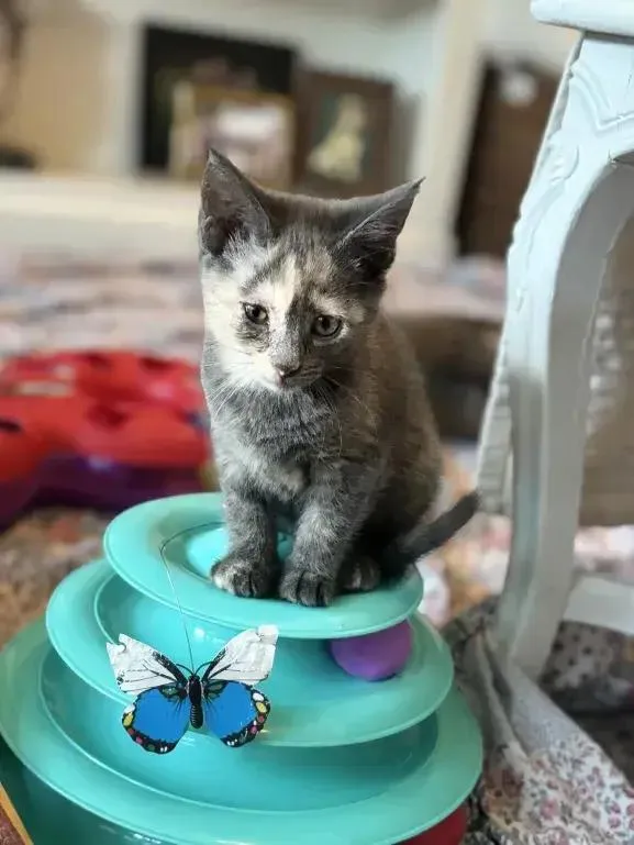 A baby small-sized female Domestic Short Hair cat named Latte for adoption in Grand Rapids, MI