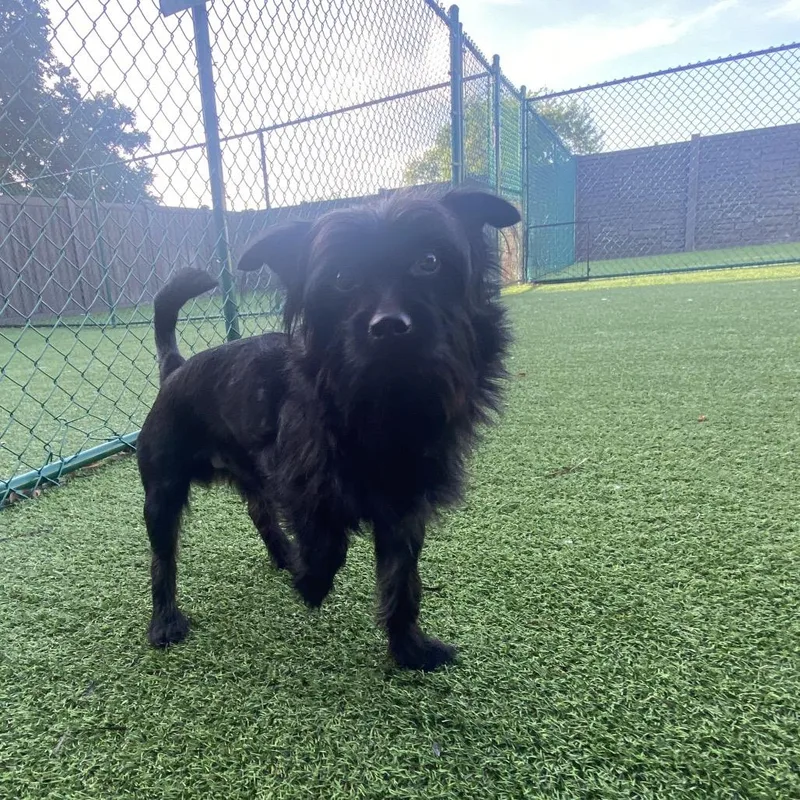 A young small-sized male Black Mixed Breed dog named Koda for adoption in LOXAHATCHEE, FL