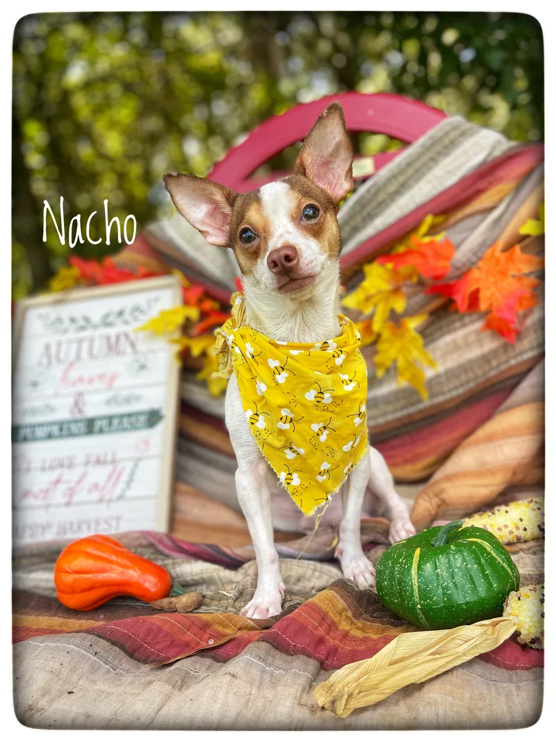 A young small-sized male Chihuahua dog named Nacho for adoption in Sebring, FL