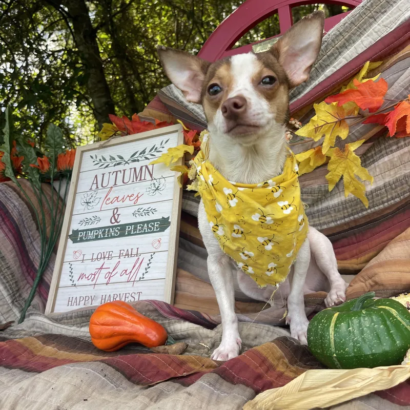 Nacho thumbnail 2