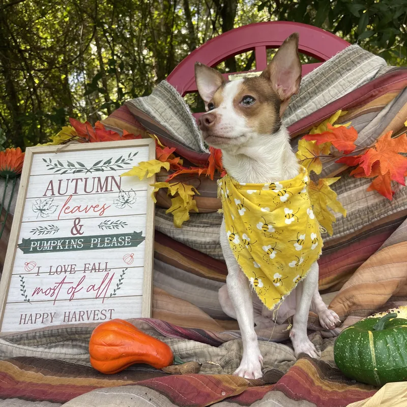 Nacho thumbnail 5