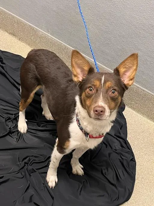 An adult medium-sized male Australian Shepherd dog named Tostilocos for adoption in Las Vegas, NV