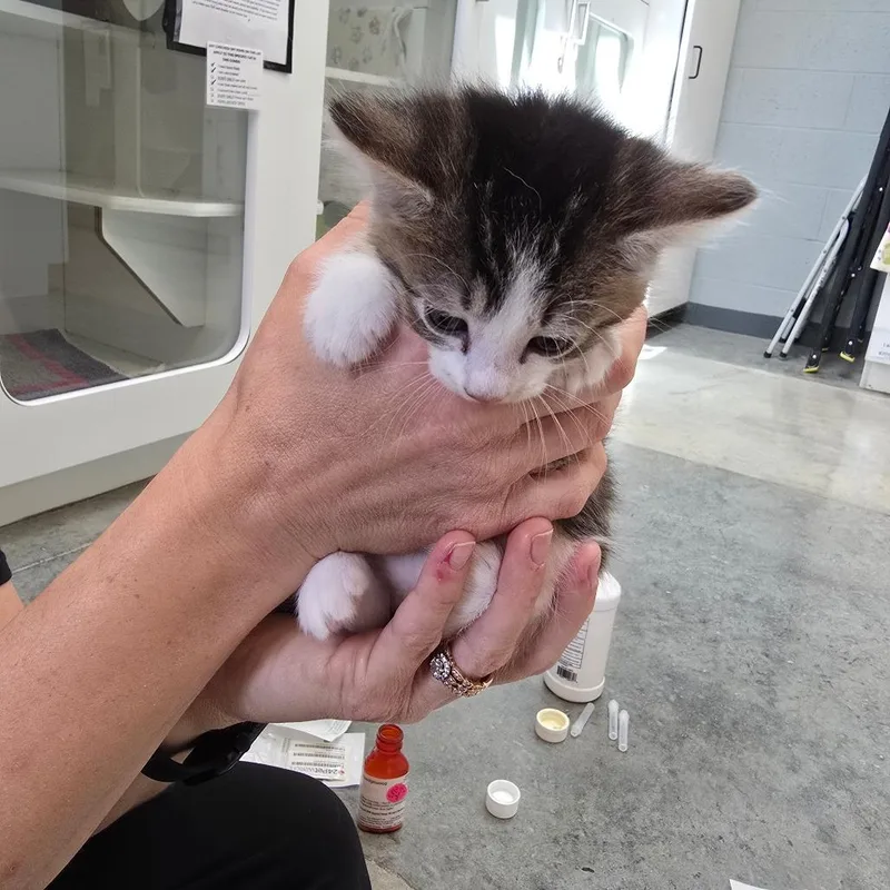 A baby small-sized male White Domestic Short Hair cat named Shiitake for adoption in Jasper, IN