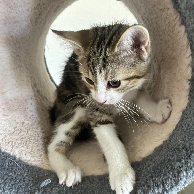 A baby large-sized male Tabby (Brown / Chocolate) Domestic Short Hair cat named Ben for adoption in Santa Ana, CA
