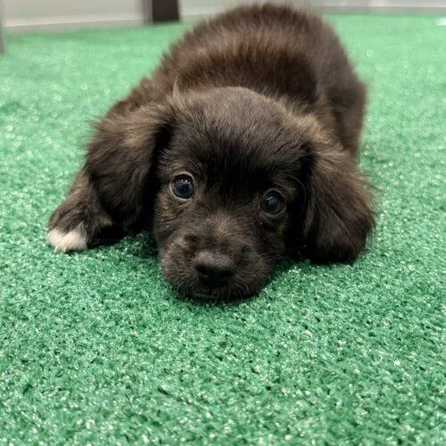 A baby small-sized male Chihuahua dog named Charger for adoption in Henderson, NV