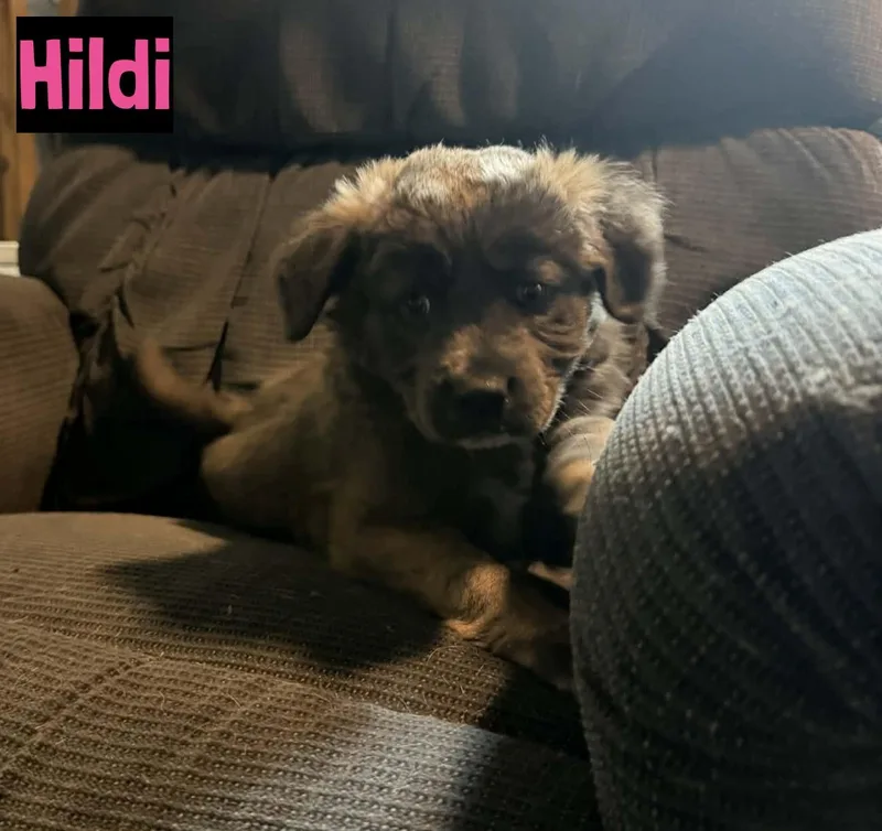 A baby medium-sized female Gray / Blue / Silver Mixed Breed dog named Hildi for adoption in Grand Rapids, MI