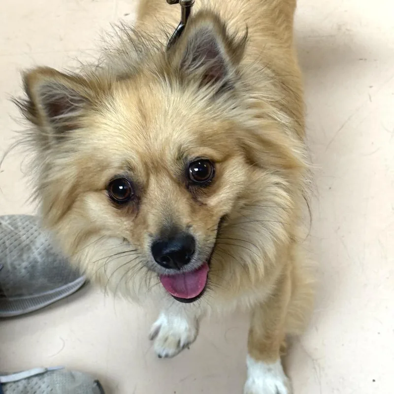An adult small-sized male White / Cream Pomeranian dog named Max for adoption in Perkiomenville, PA