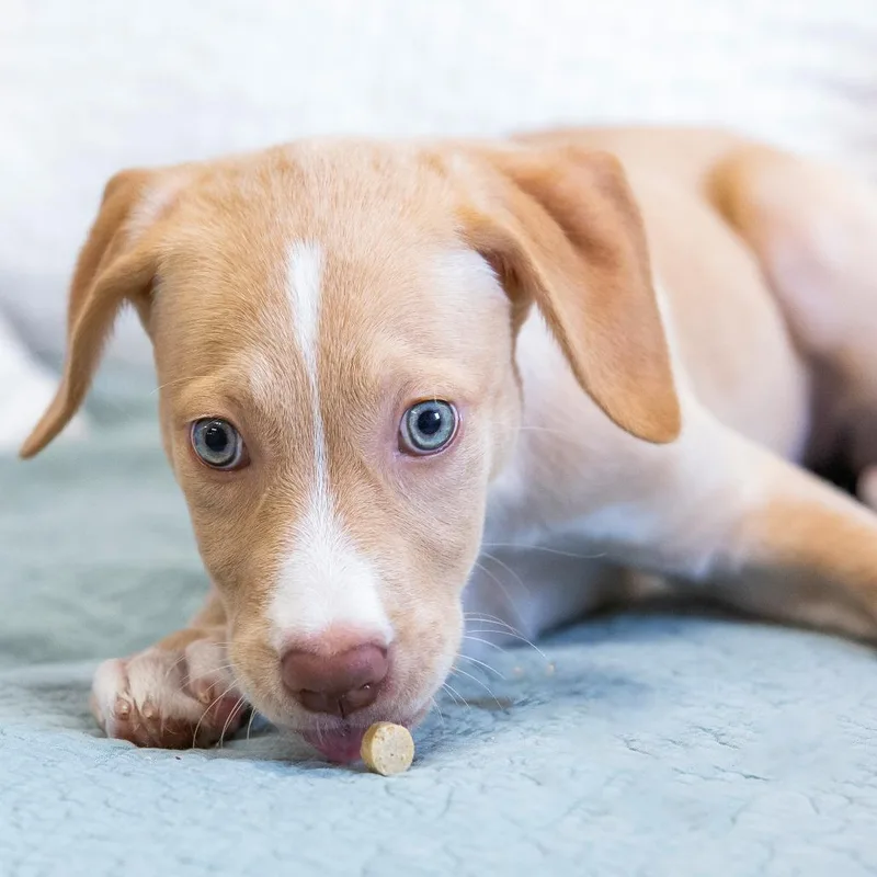 A baby medium-sized male Yellow / Tan / Blond / Fawn Mixed Breed dog named Nightshade for adoption in Cartersville, GA