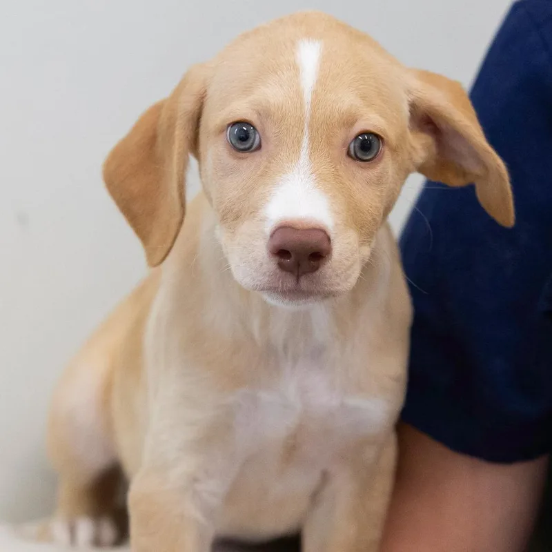 Nightshade thumbnail 2