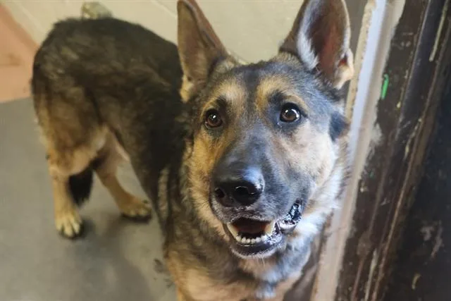 A young medium-sized male Mixed Breed dog named Buster for adoption in Columbia, SC