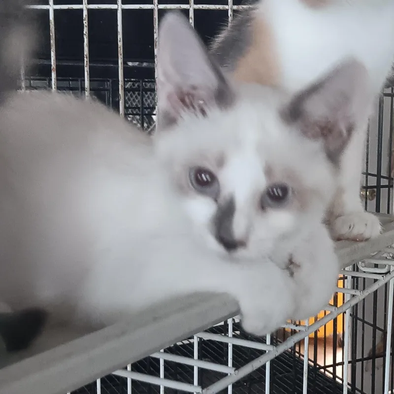 A baby medium-sized male Chocolate Point Siamese cat named Bandit for adoption in North East, MD
