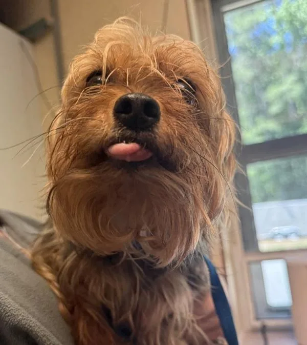 An adult small-sized male Yorkshire Terrier dog named King Charles for adoption in Salisbury, MD