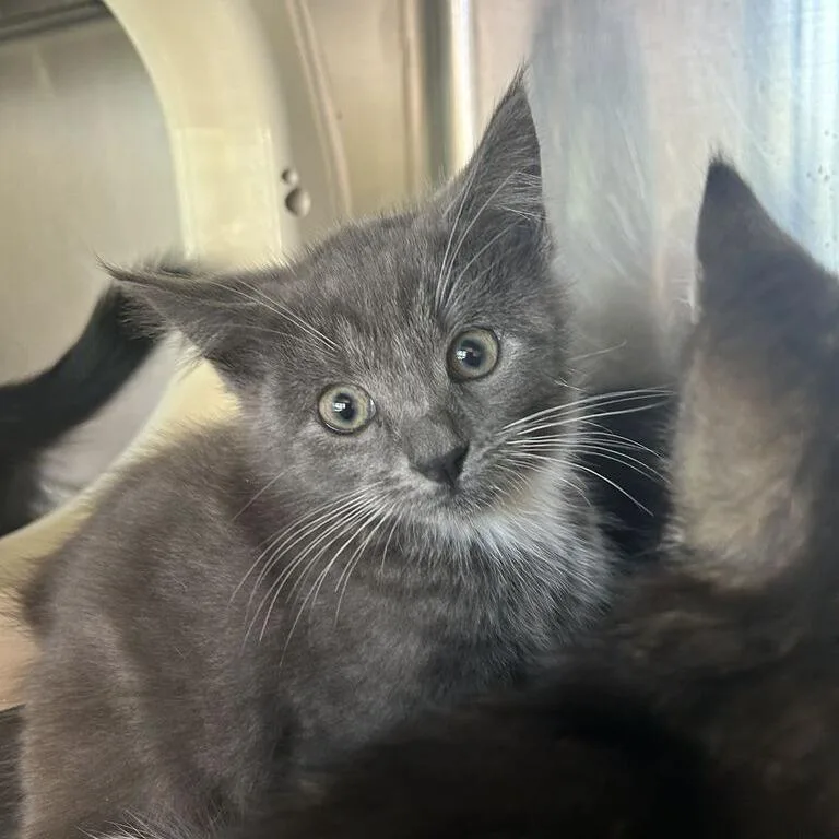 A baby small-sized female Gray / Blue / Silver Domestic Medium Hair cat named Yeti for adoption in Asheville, NC