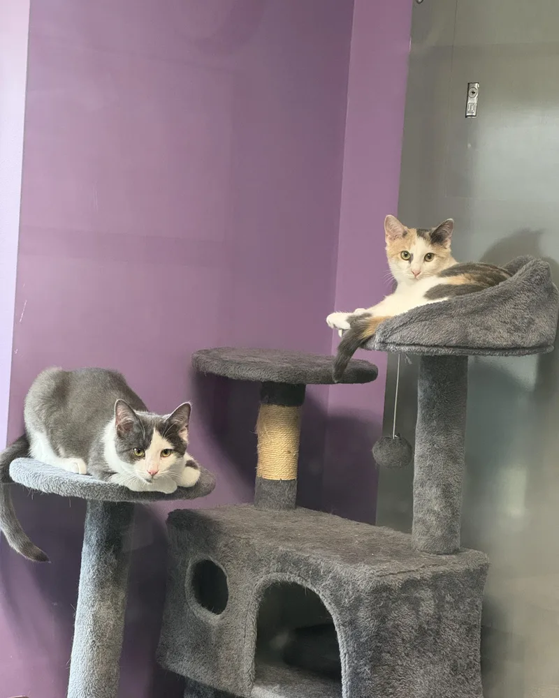 Val & Chong thumbnail 2