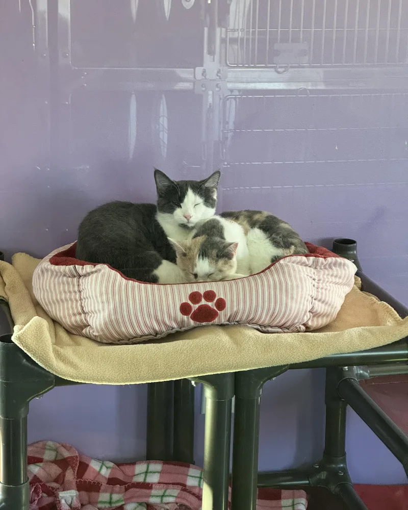 Val & Chong thumbnail 3