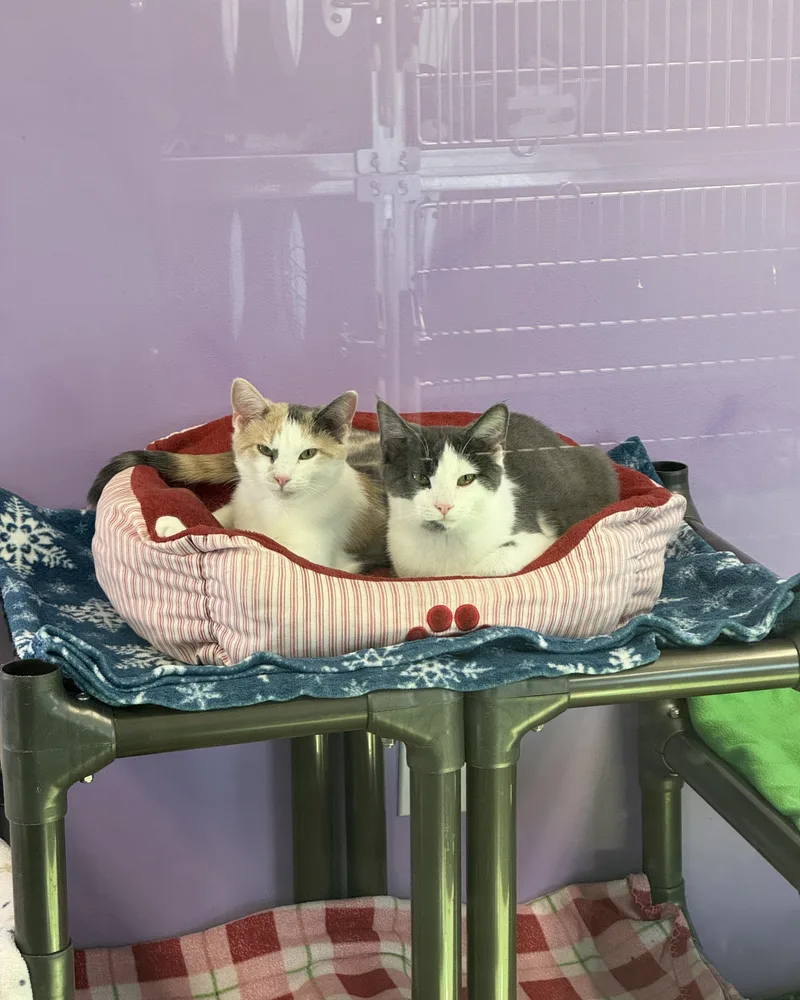 Val & Chong thumbnail 4