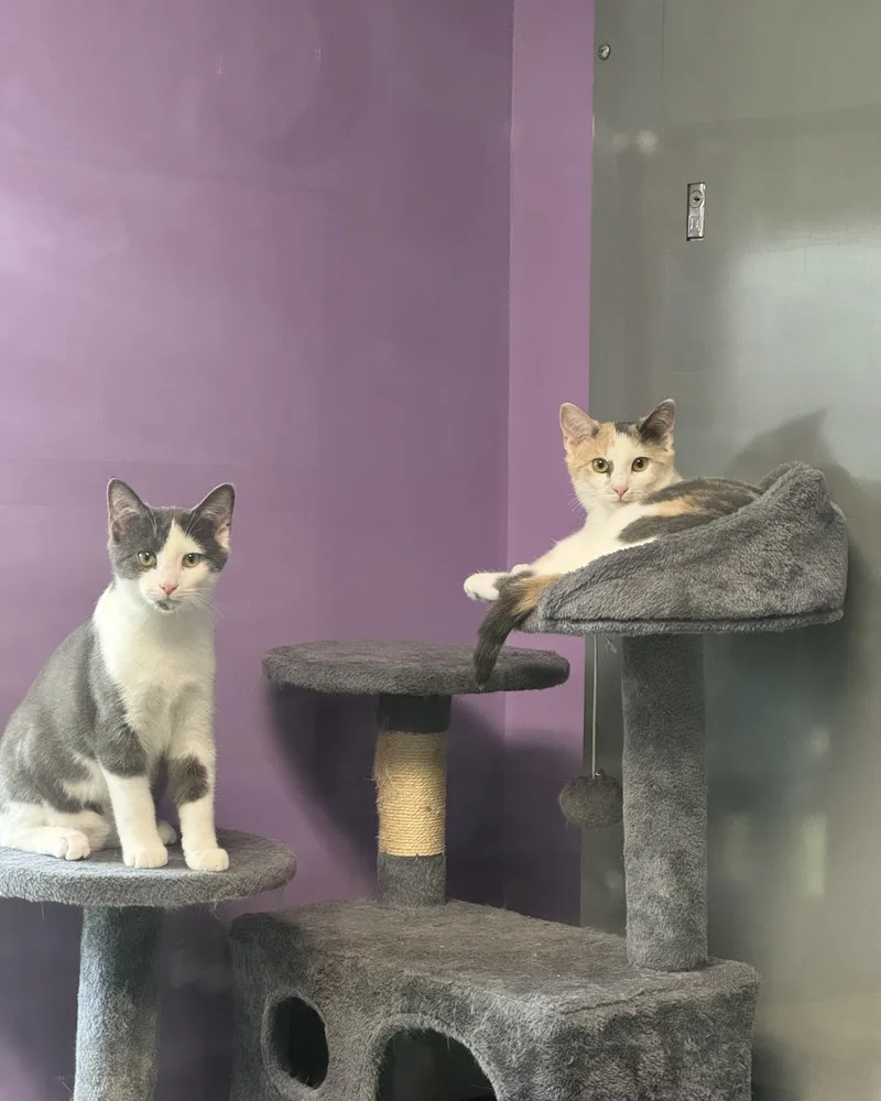 Val & Chong thumbnail 5