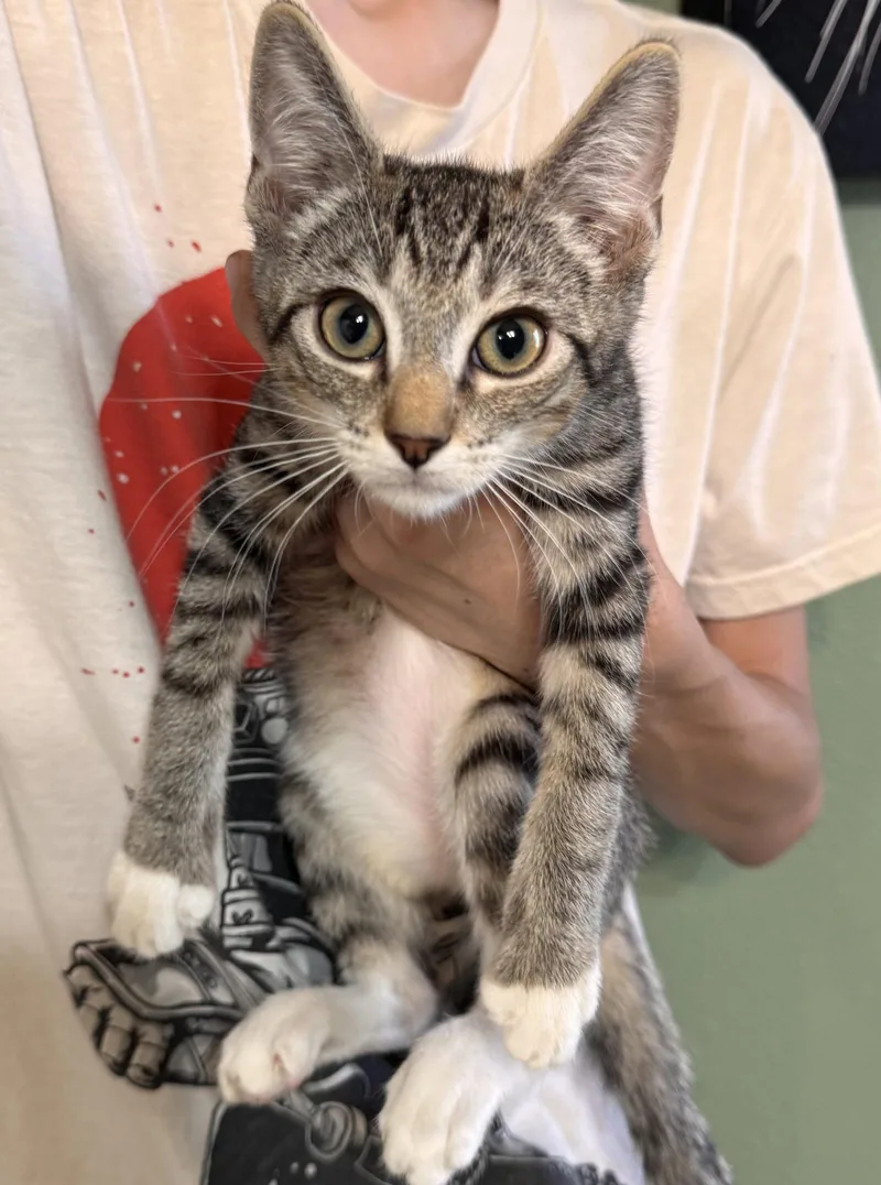 A baby medium-sized male Tabby cat named Ivan for adoption in Napa, CA