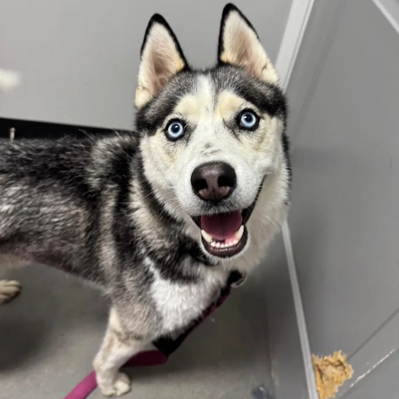 Kovu