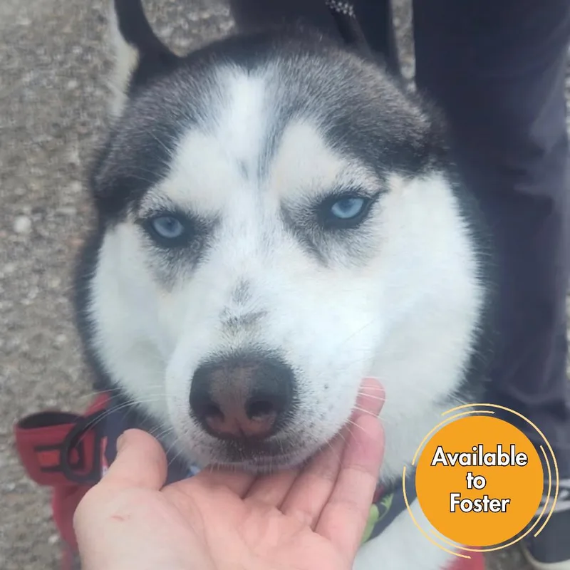 Kovu thumbnail 4