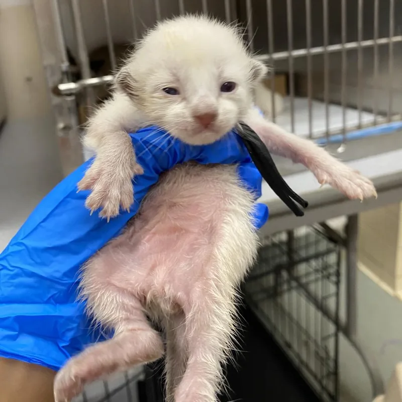 A baby small-sized male Siamese cat named Blackie for adoption in Westminster, CA