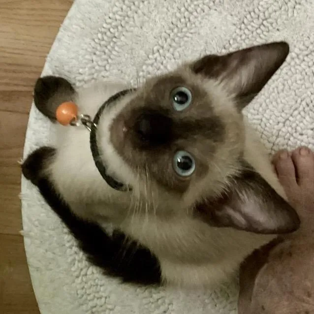 Blackie thumbnail 4