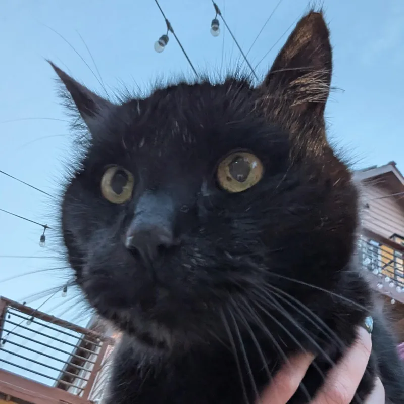 Mr. Chonk thumbnail 2