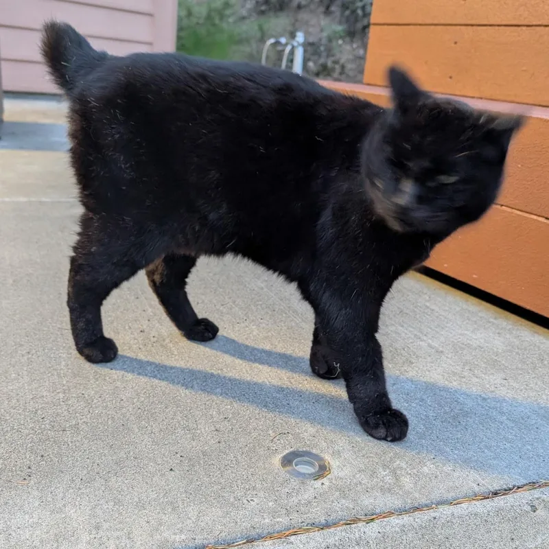 Mr. Chonk thumbnail 3