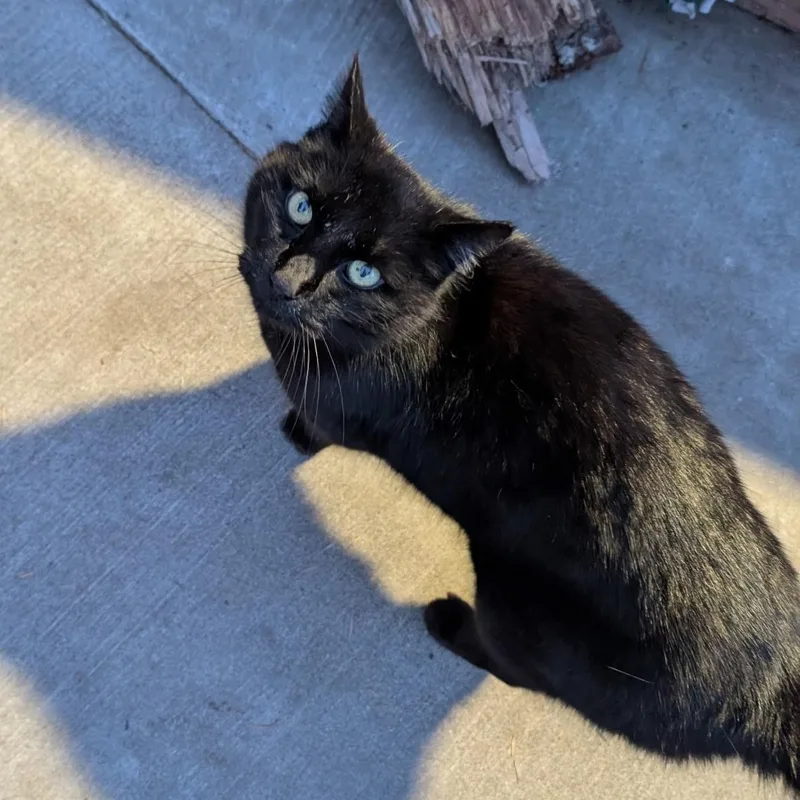 Mr. Chonk thumbnail 4