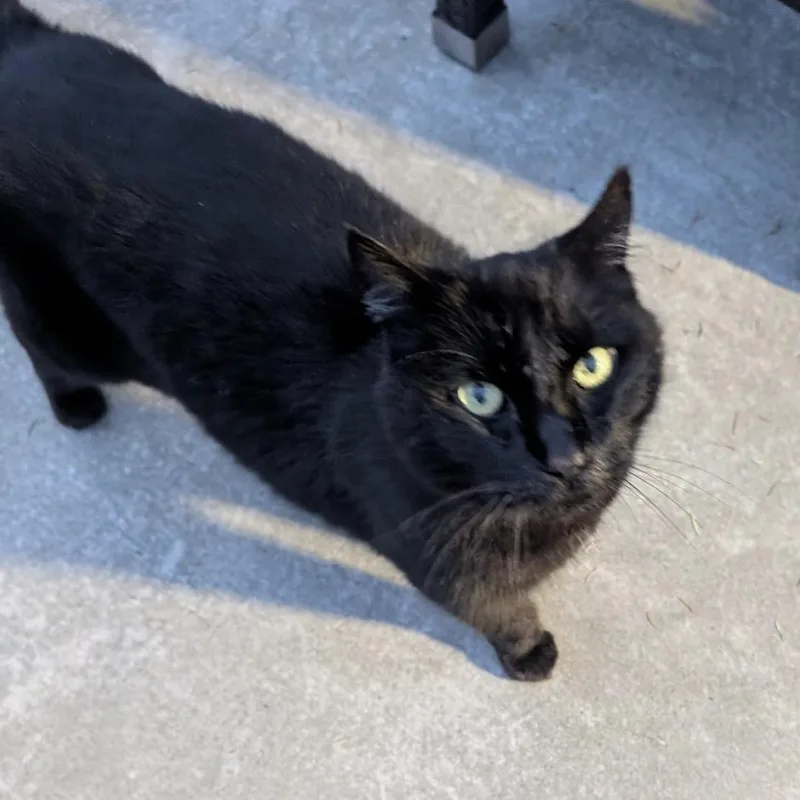An adult large-sized male Black Domestic Short Hair cat named Mr. Chonk for adoption in Mira Loma, CA