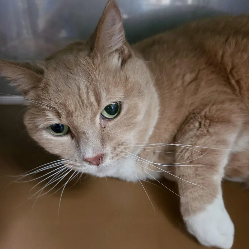 A senior large-sized male Orange / Red Domestic Short Hair cat named Spencer for adoption in Oakland, CA