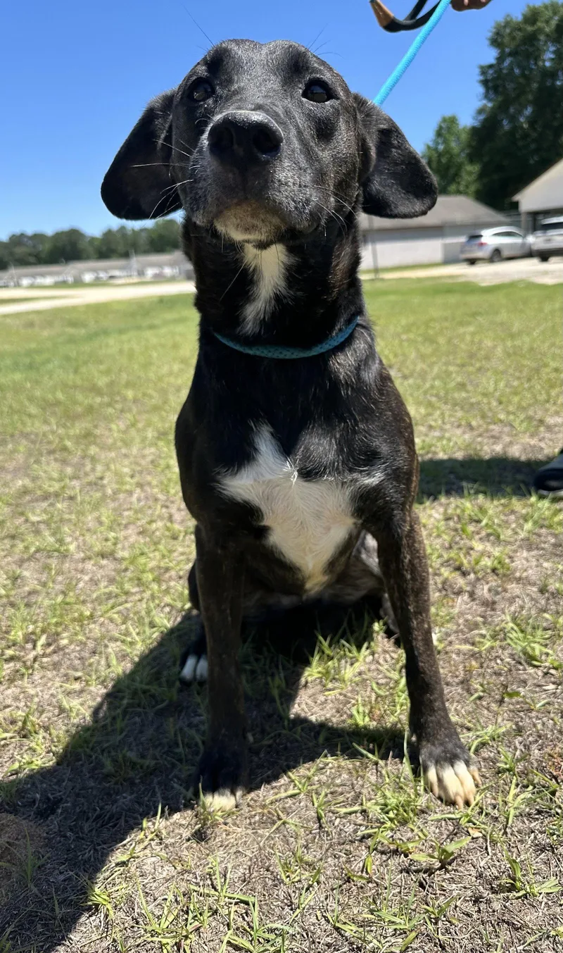An adult medium-sized female Hound dog named Staci Dixon for adoption in Rockaway, NJ