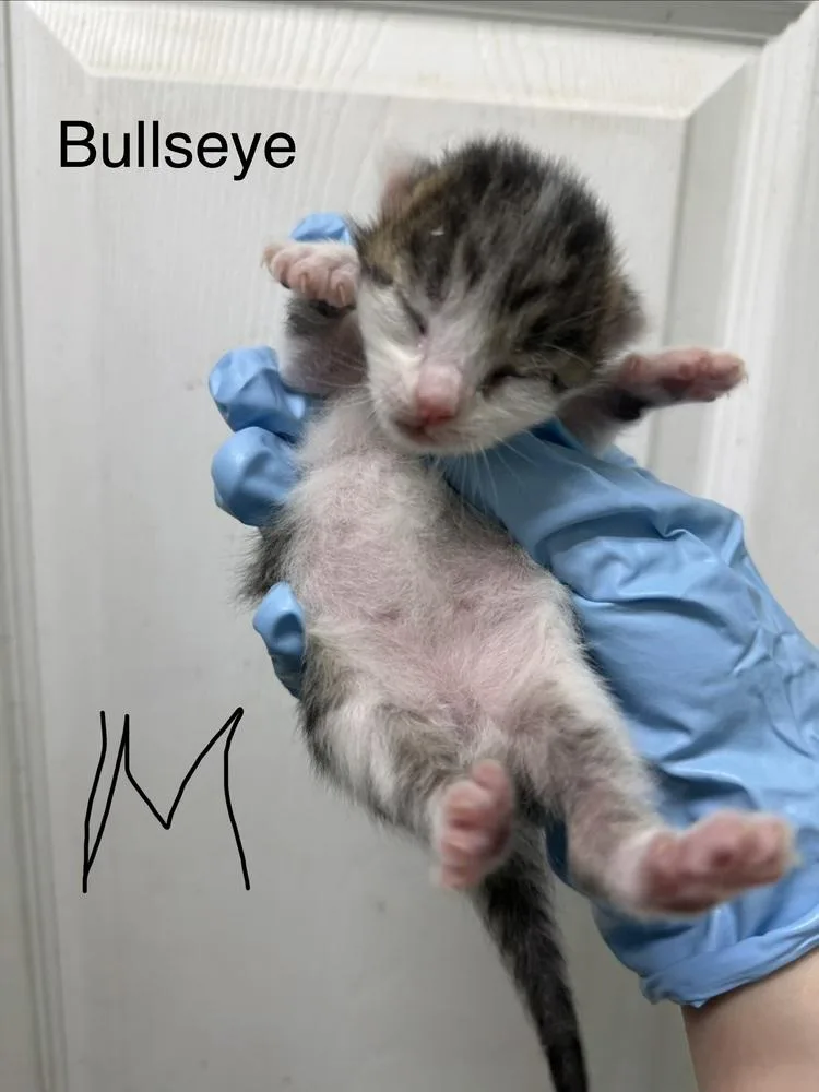 A baby small-sized male Domestic Short Hair cat named Bullseye for adoption in Evansville, IN