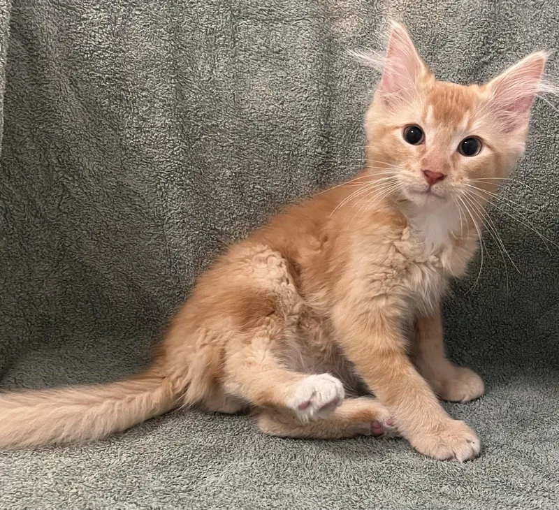 A baby medium-sized male Orange & White Domestic Medium Hair cat named Citrus for adoption in Buffalo, MN