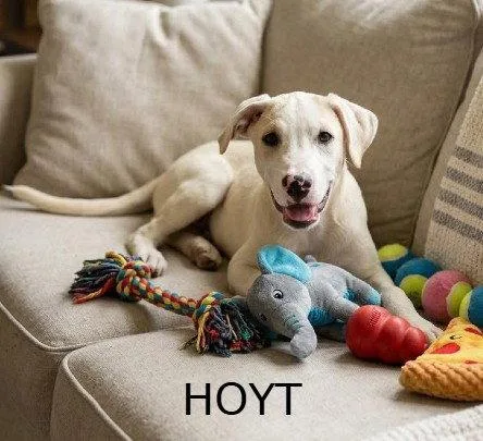 A baby large-sized male Labrador Retriever dog named Hoyt for adoption in North Prairie, WI