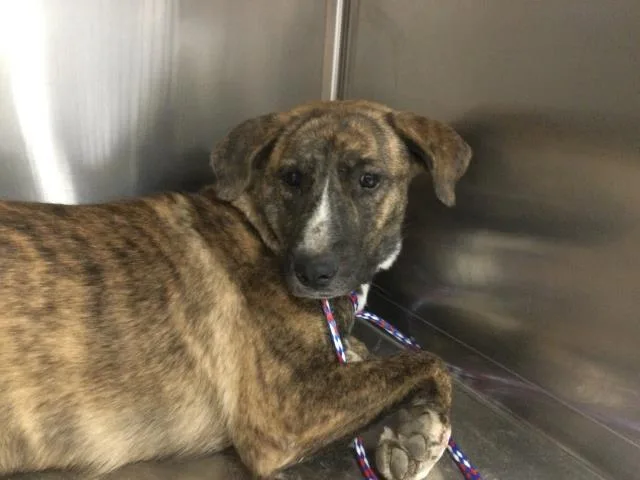 A young medium-sized female Pit Bull Terrier dog named Kendra for adoption in Thousand Palms, CA