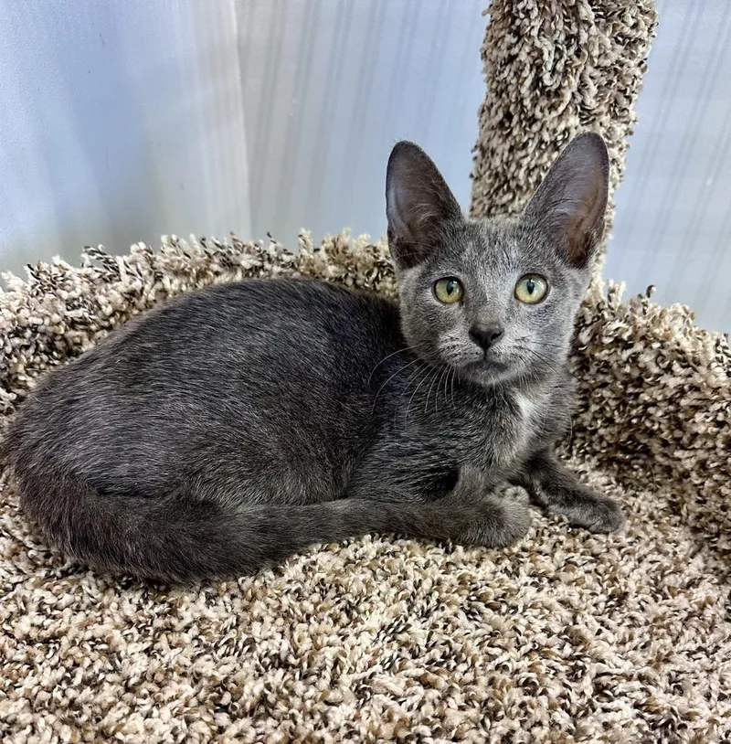 A baby small-sized male Gray / Blue / Silver Domestic Short Hair cat named Carter for adoption in Wellington, FL