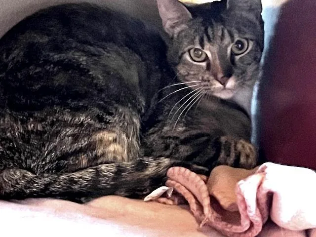 A young medium-sized female Domestic Short Hair cat named Miranda for adoption in Magnolia, TX